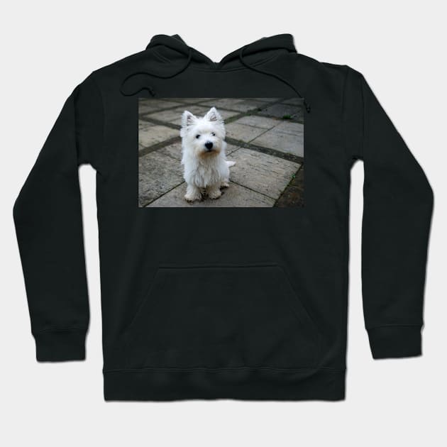 Westie Hoodie by princess-pirate